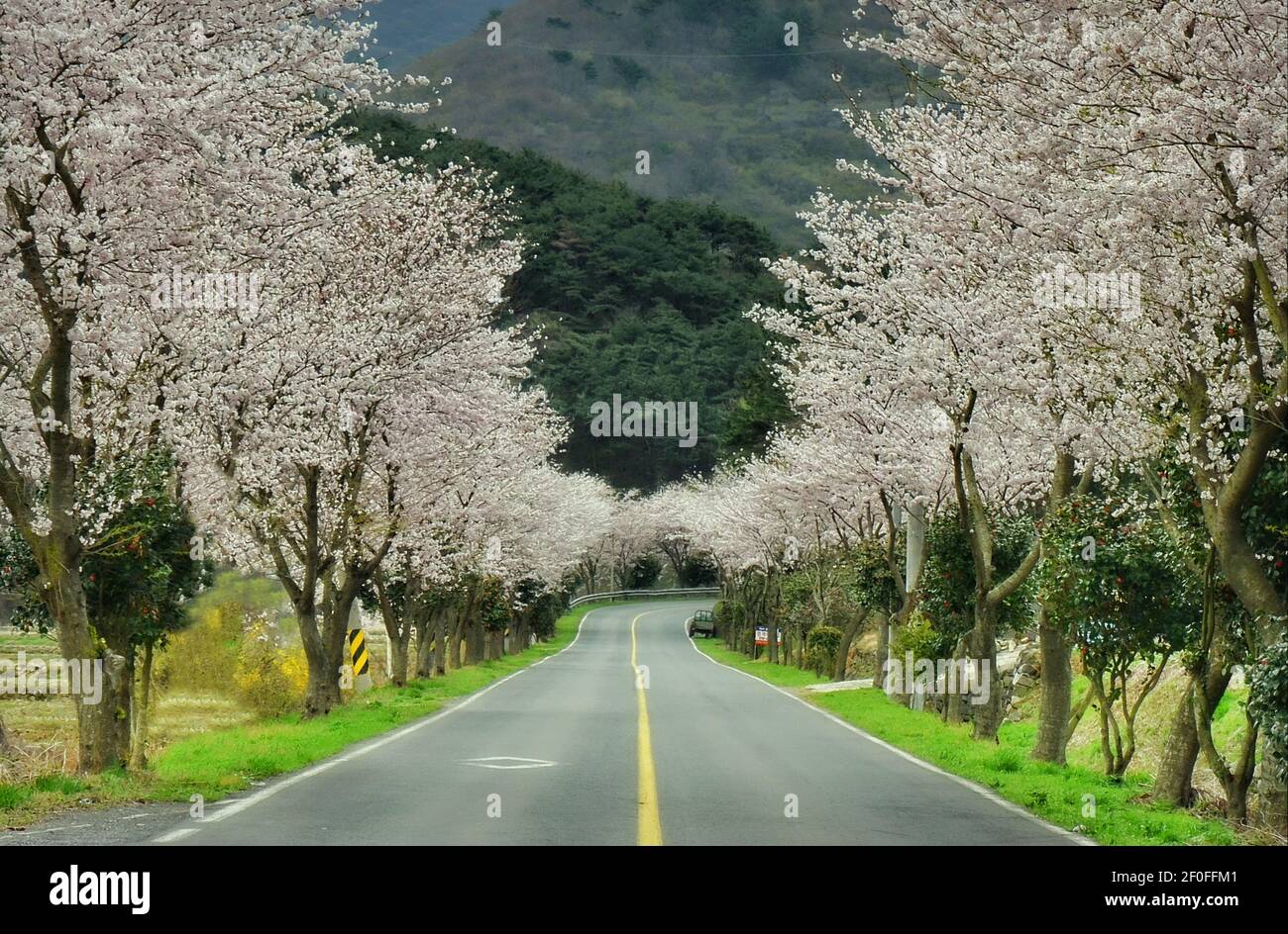 Cerisiers en fleurs sur la route de l'île de Geoje, province de Gyeongsang, Corée du Sud Banque D'Images