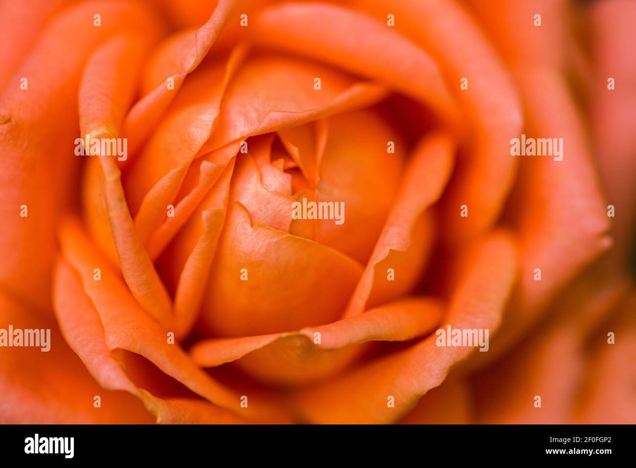 Une fleur rose, de couleur orange Banque D'Images