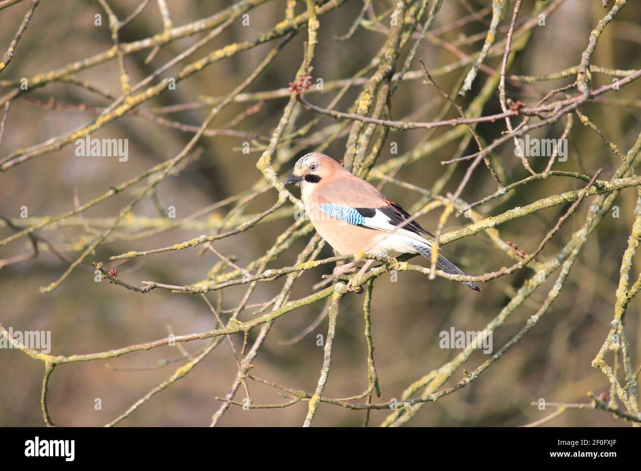 jay eurasien dans le citypark Scadrijk à Nimègue, aux pays-Bas Banque D'Images