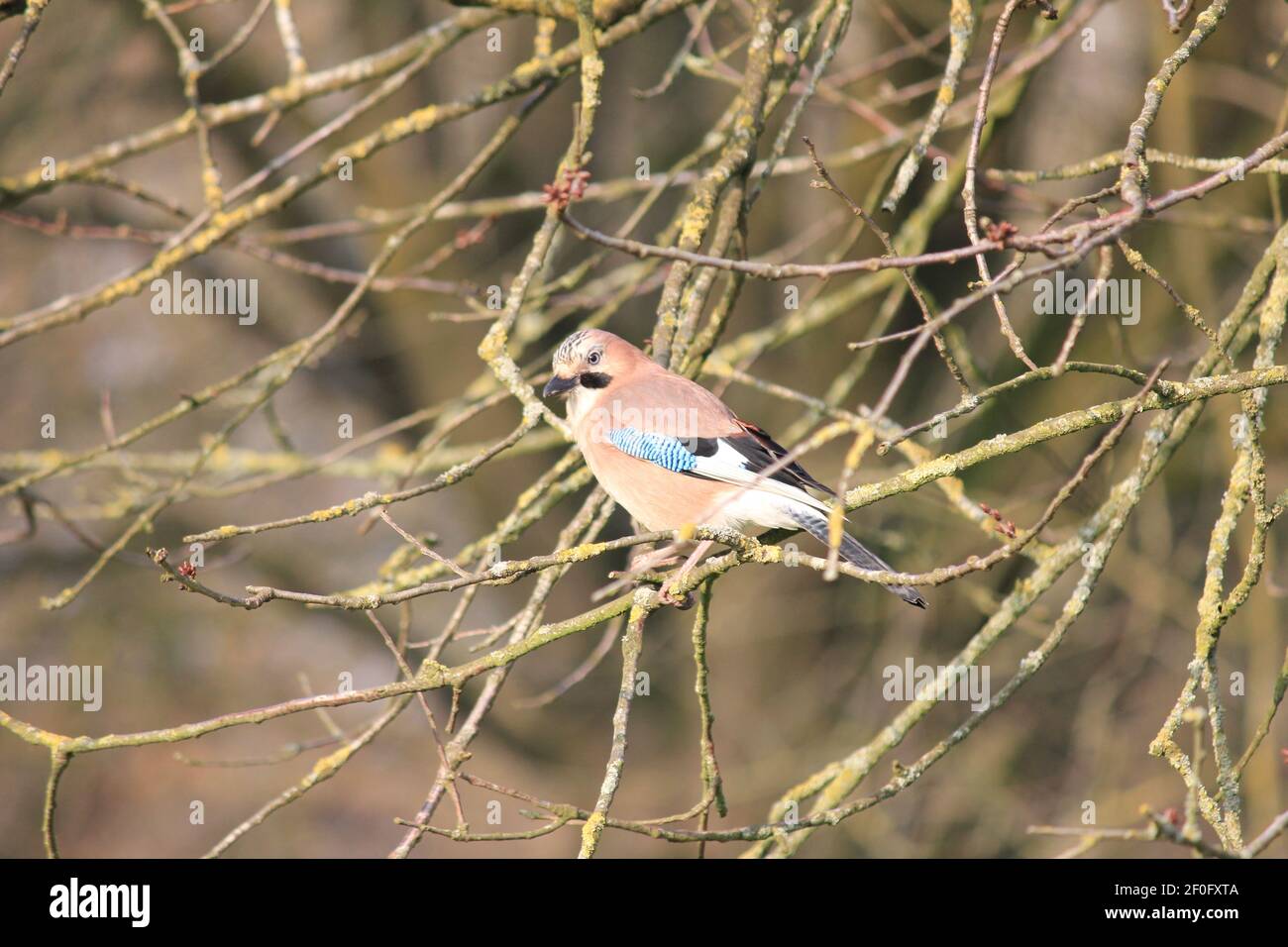 jay eurasien dans le citypark Scadrijk à Nimègue, aux pays-Bas Banque D'Images