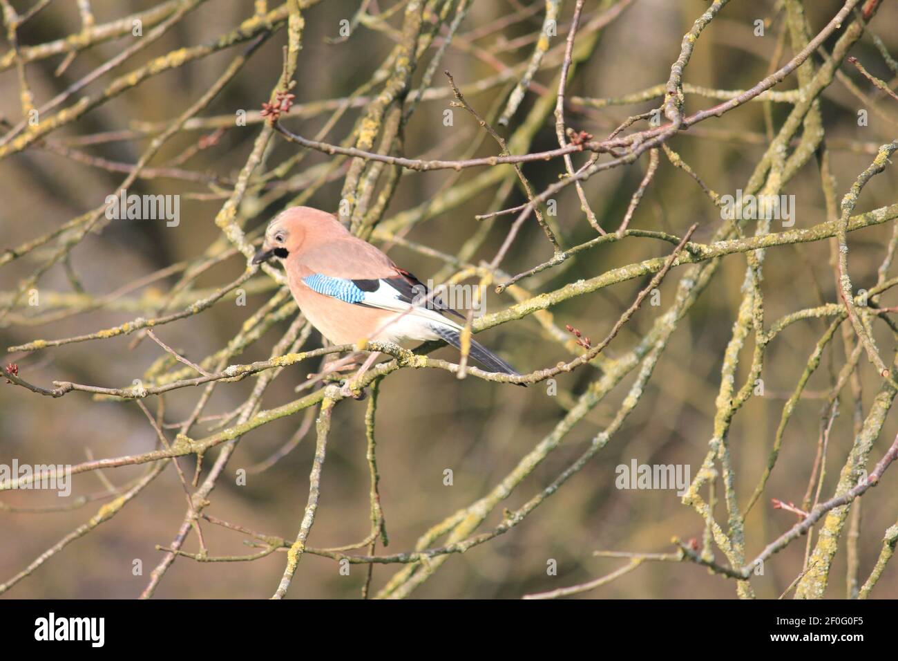 jay eurasien dans le citypark Scadrijk à Nimègue, aux pays-Bas Banque D'Images