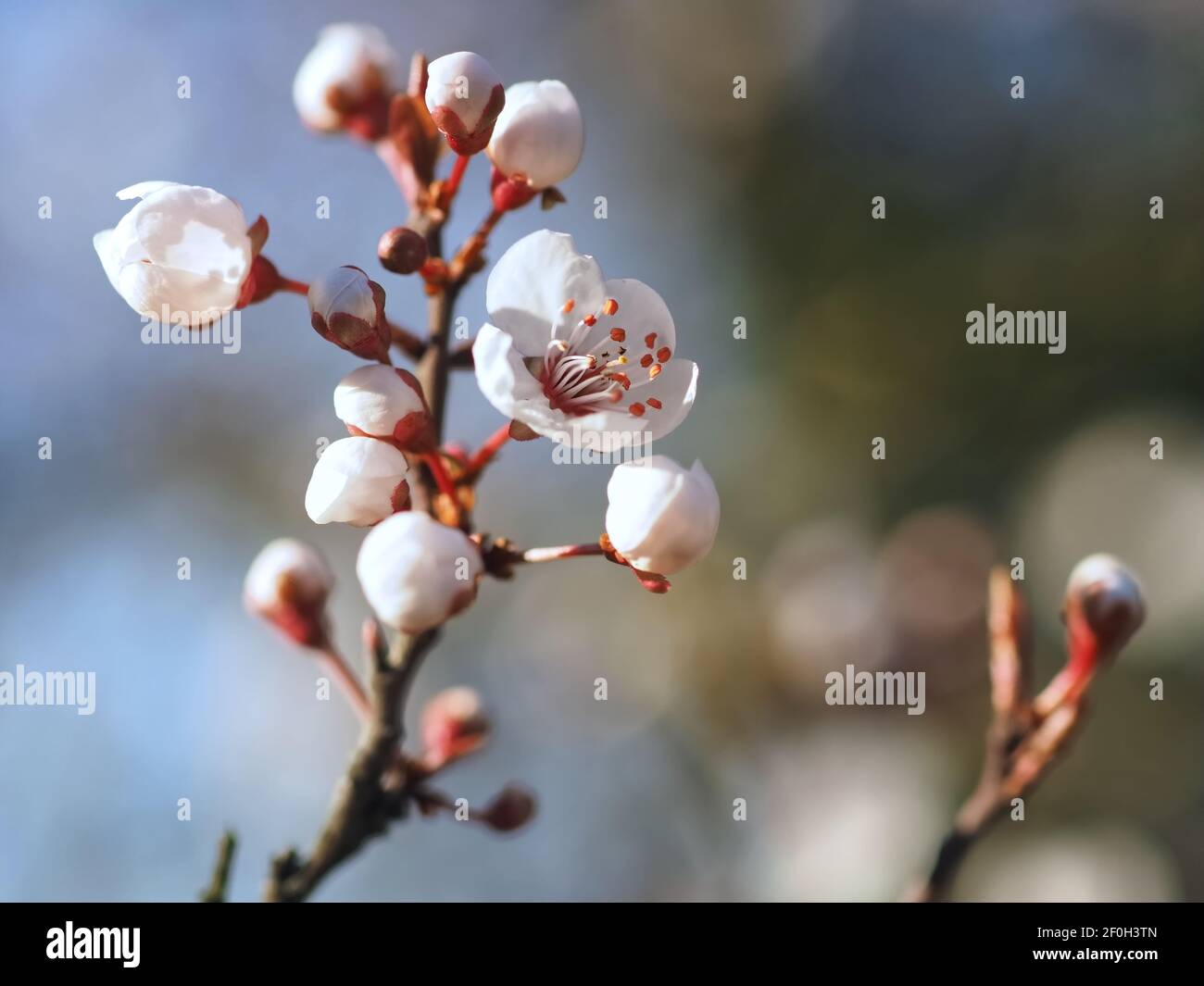 Macro d'une fleur de prune de sang - carasifera Pissardii Banque D'Images