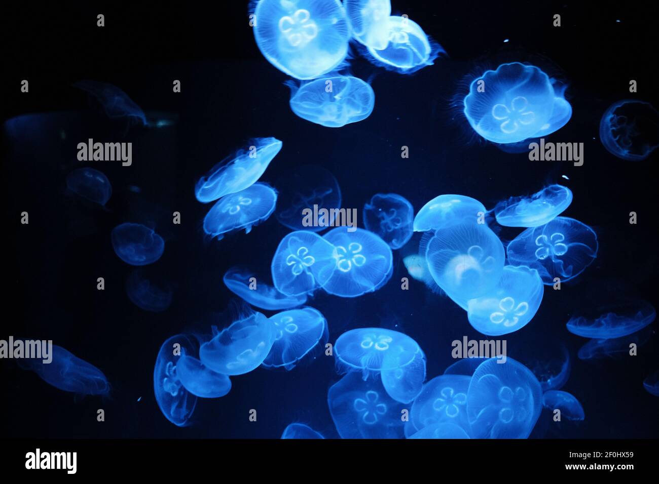 Méduses bleu lumineux sous l'eau Banque D'Images