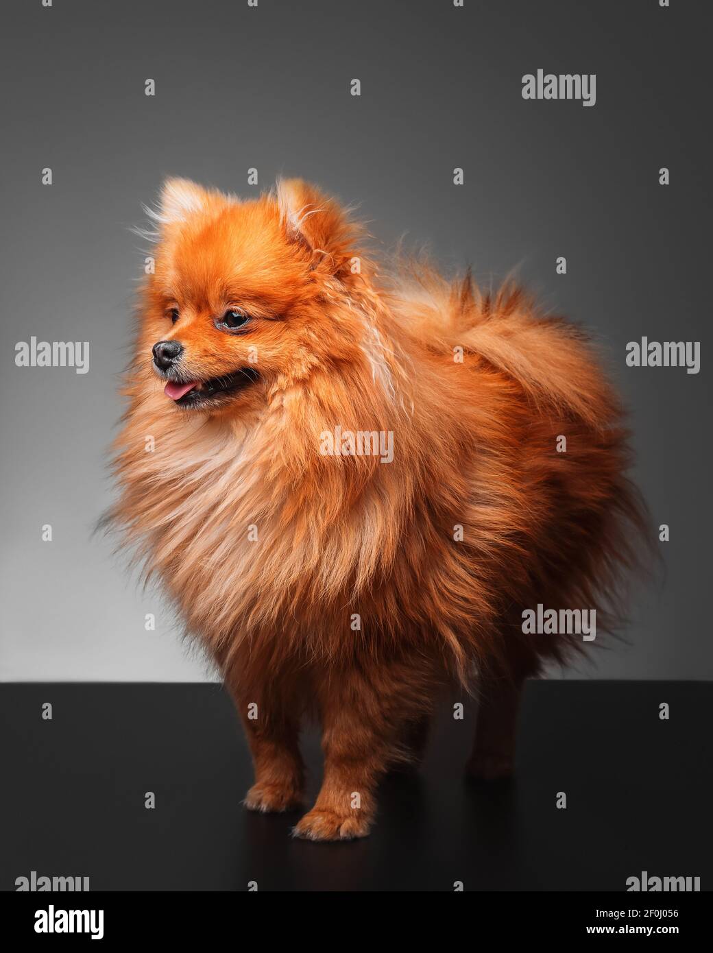 Un joli petit spitz de Pomeranian brun pur-sang se dresse sur quatre pattes sur un fond gris Uni. Vue latérale. Espace de copie Banque D'Images