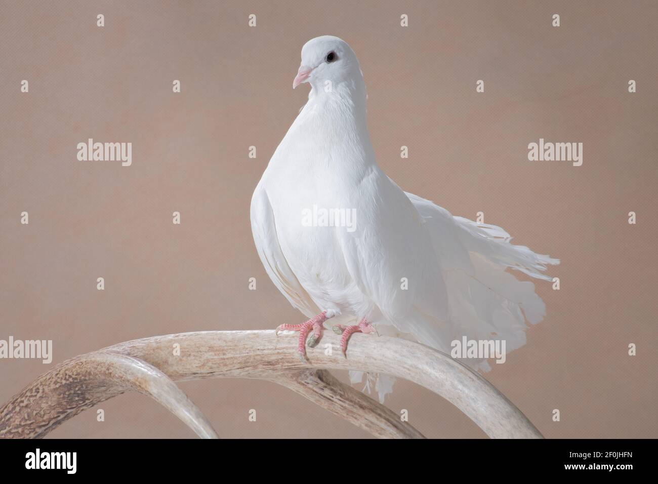 Le pigeon blanc, une race de paon, en profil, est assis sur une corne de cerf sur un fond beige dans la salle de studio, photo horizontale Banque D'Images