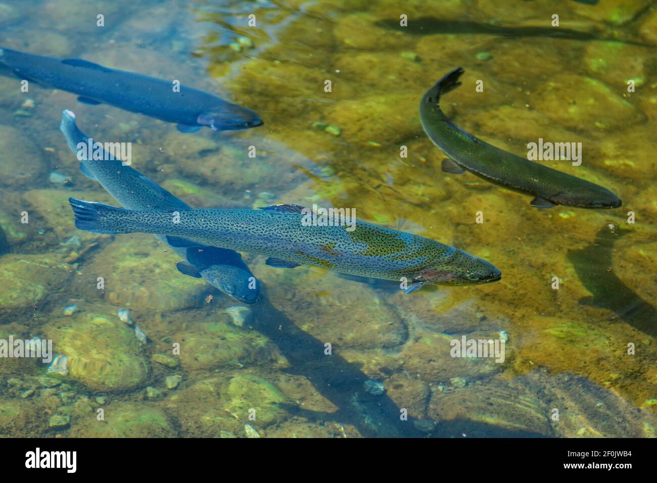 Poissons de saumon nageant dans l'eau claire de l'étang. Banque D'Images