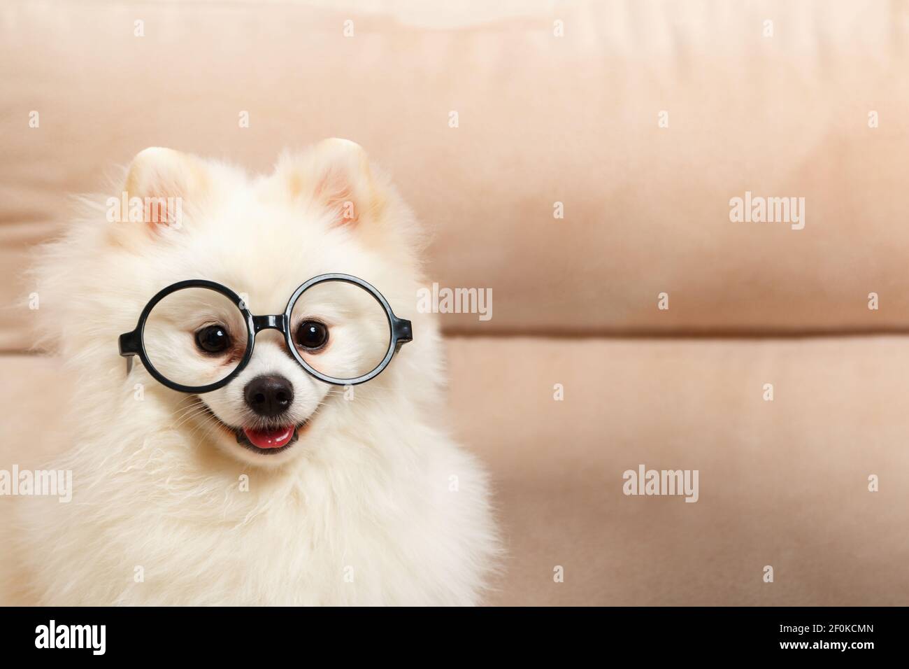 Mignon chien blanc Pomeranian spitz en verres. Banque D'Images