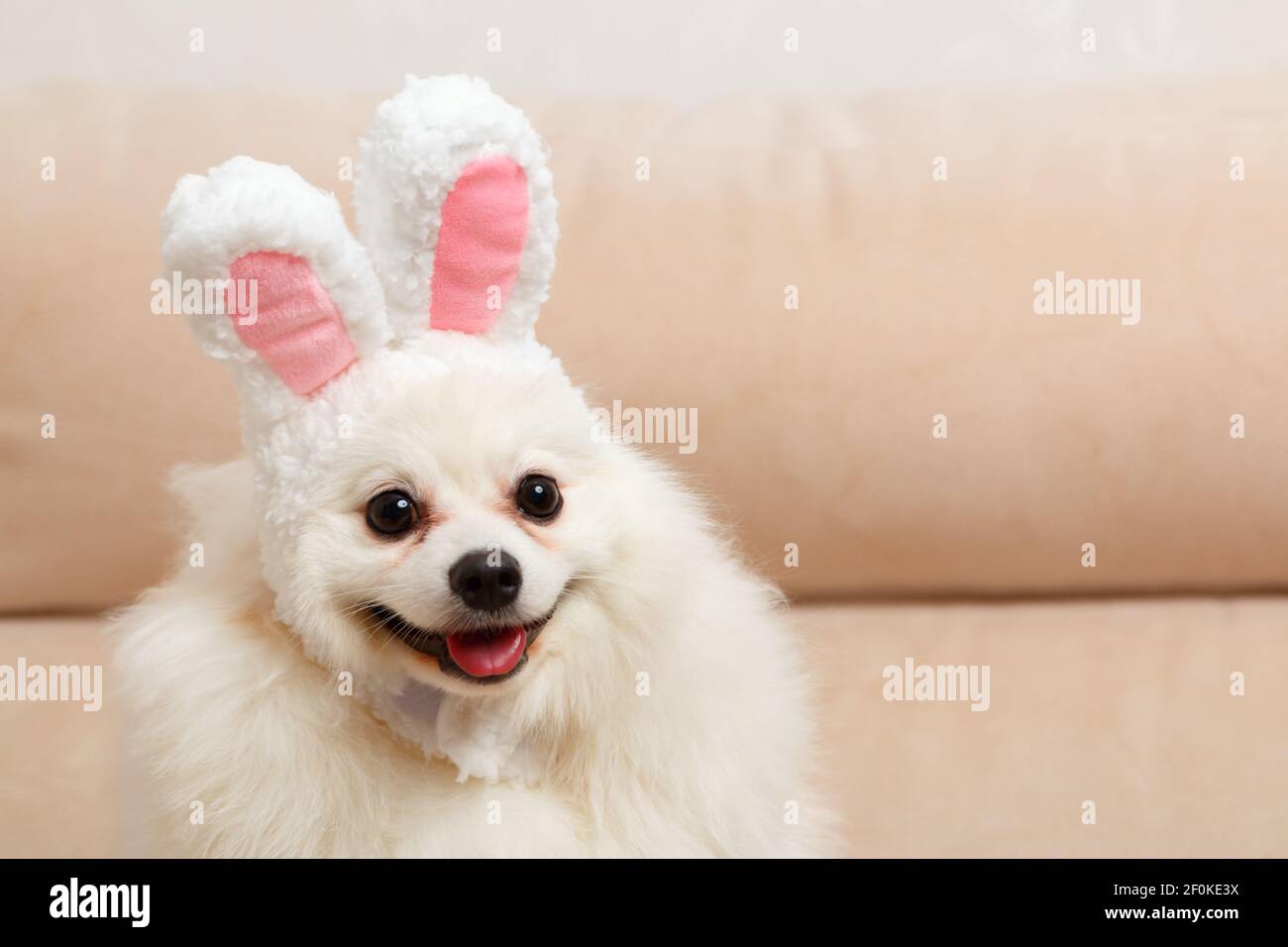 Drôle de chien blanc Pomeranian spitz dans les oreilles de lapin de Pâques. Banque D'Images