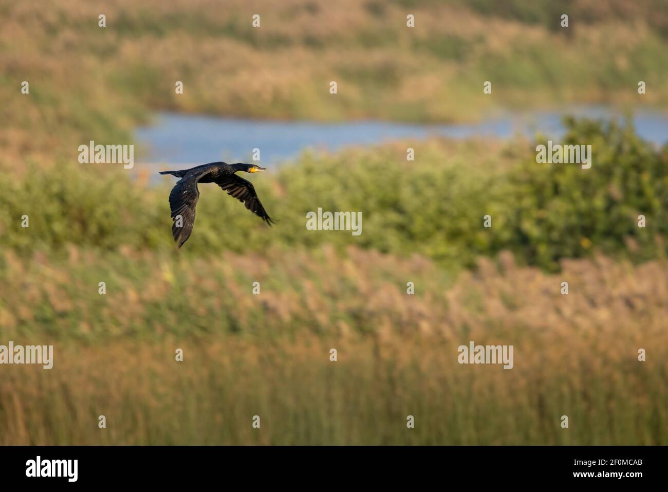 Grand Cormoran (Phalacrocorax carbo) en vol Banque D'Images