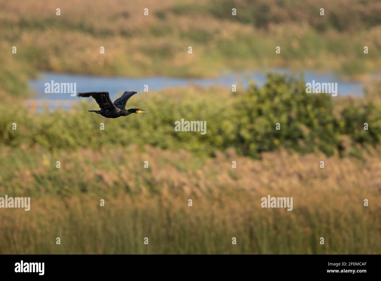Grand Cormoran (Phalacrocorax carbo) en vol Banque D'Images