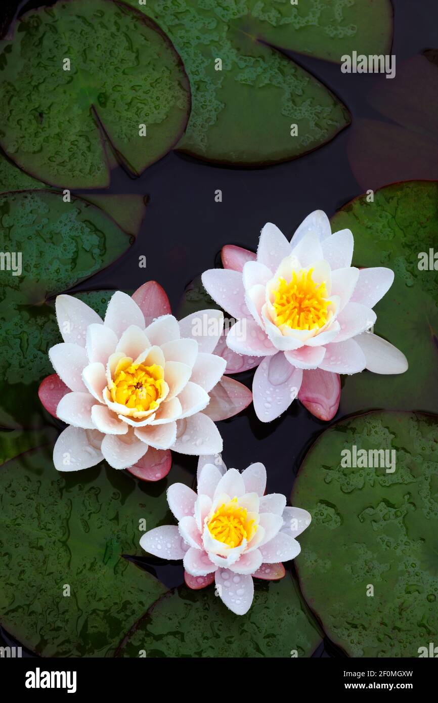 Nymphaea Marliacea rosea, nénuphars, fleurs rose pâle. Convient aux étangs moins profonds. Celui-ci pousse dans un demi-baril utilisé comme petit étang de jardin. Banque D'Images