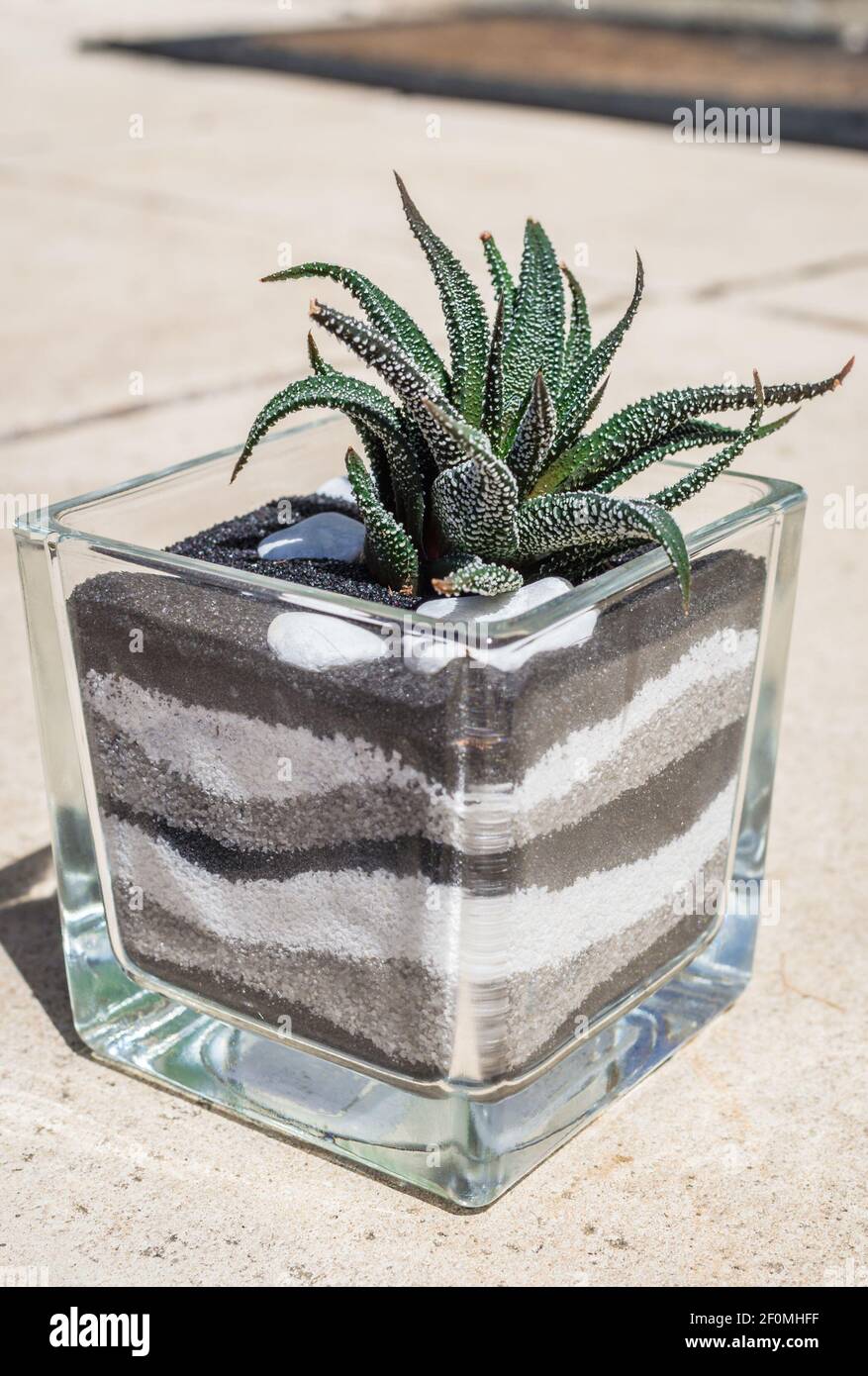 Small cactus in glass pot Banque de photographies et d'images à haute  résolution - Alamy