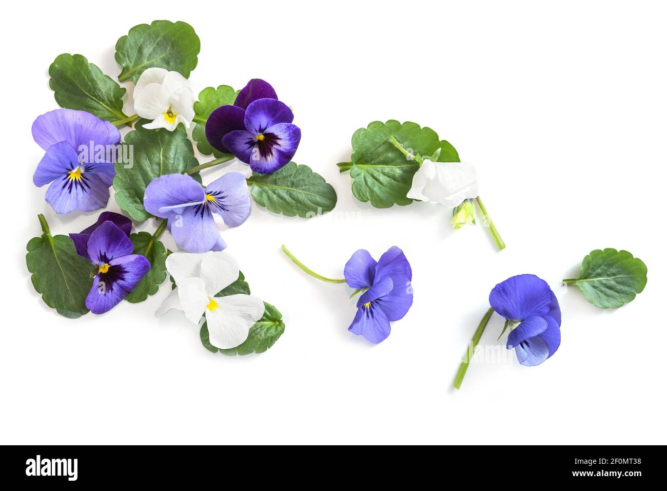 Têtes de fleurs bleu violet et de violons, violets ou pansy et feuilles sur fond blanc avec espace de copie, vue en grand angle par le dessus, mise au point sélectionnée Banque D'Images