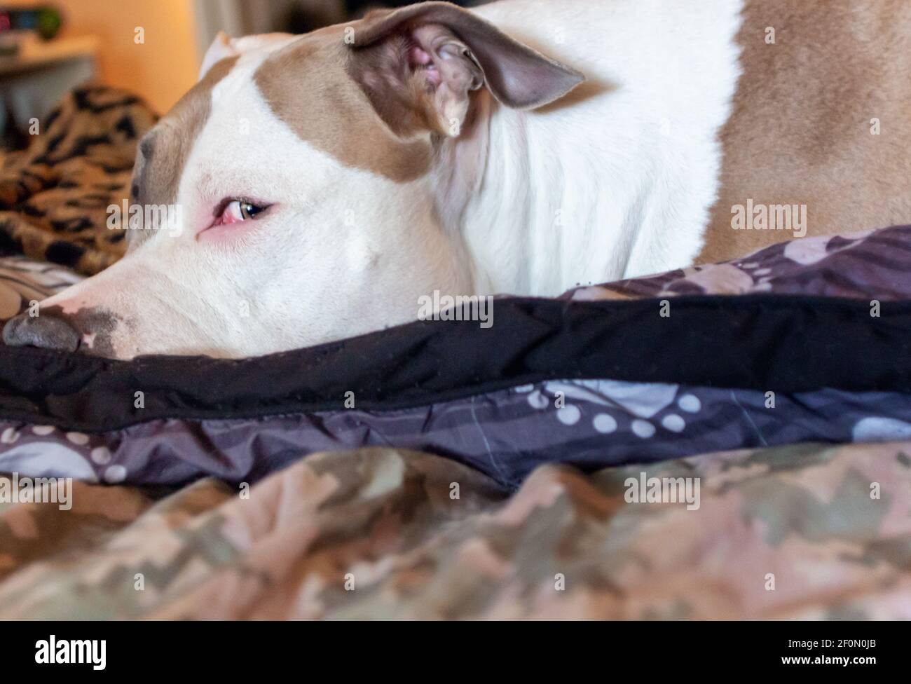 Un chien pitbull de race mixte (American Staffordshire Pit Bull Terrier et American Pit Bull Terrier) (Canis lupus familiaris) donne un œil latéral. Banque D'Images