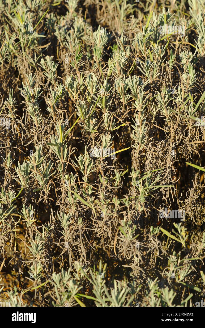 Romarin dans une vue rapprochée, épices naturelles Banque D'Images