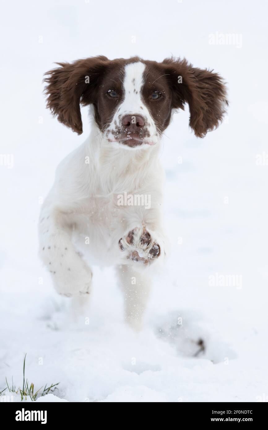 Chiot de spaniel courant dans la neige Banque D'Images