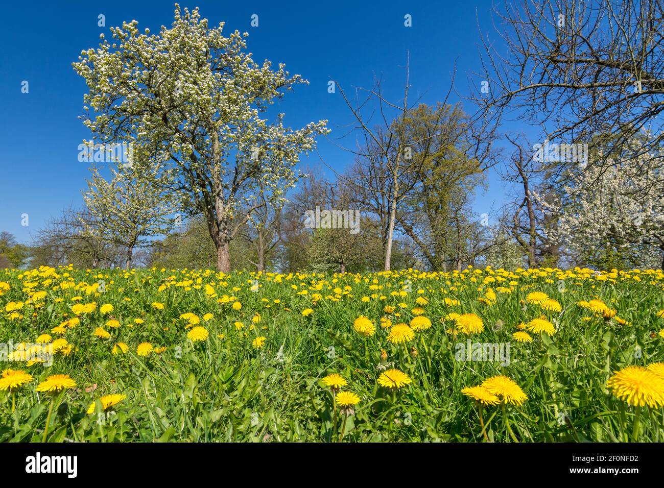 Belle prairie de fleurs avec herbe verte, fleurs de pissenlit et arbres au printemps Banque D'Images