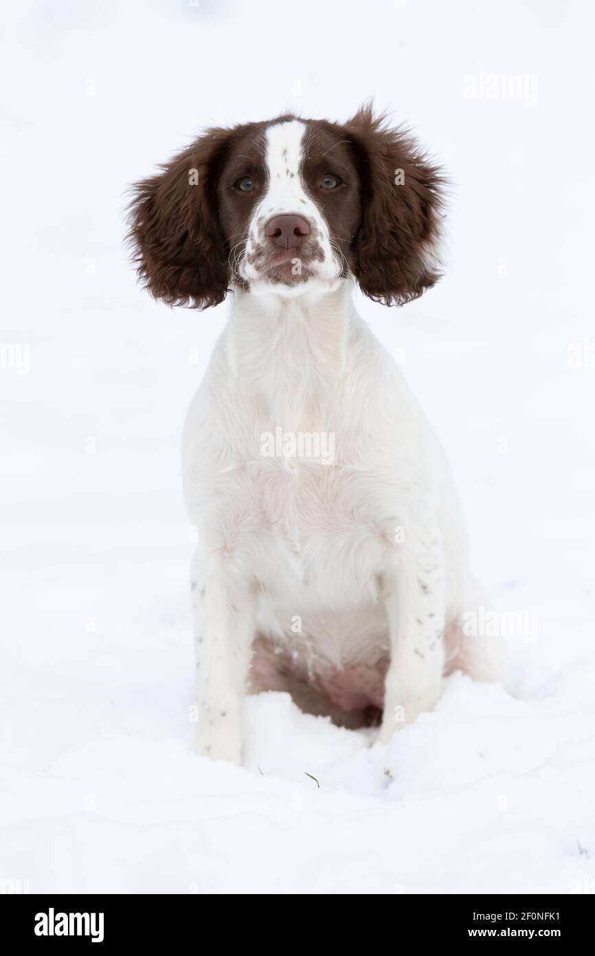 Chiot d'épagneul assis dans la neige Banque D'Images