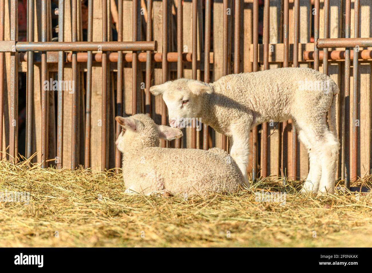 Agneau et mouton dans un pli de mouton et un pâturage dans un village en hiver Banque D'Images