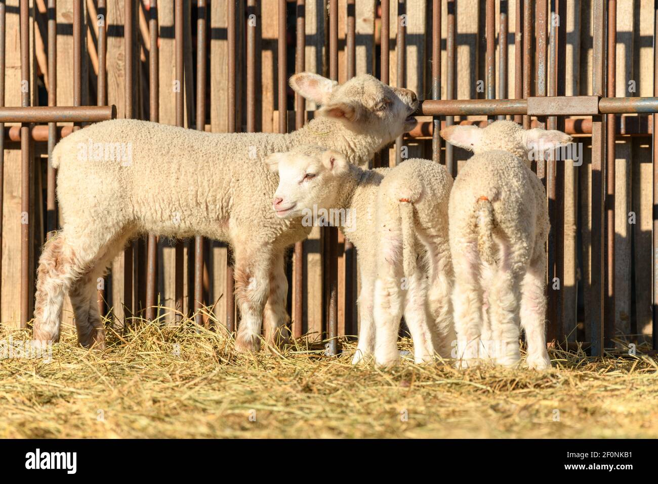 Agneau et mouton dans un pli de mouton et un pâturage dans un village en hiver Banque D'Images