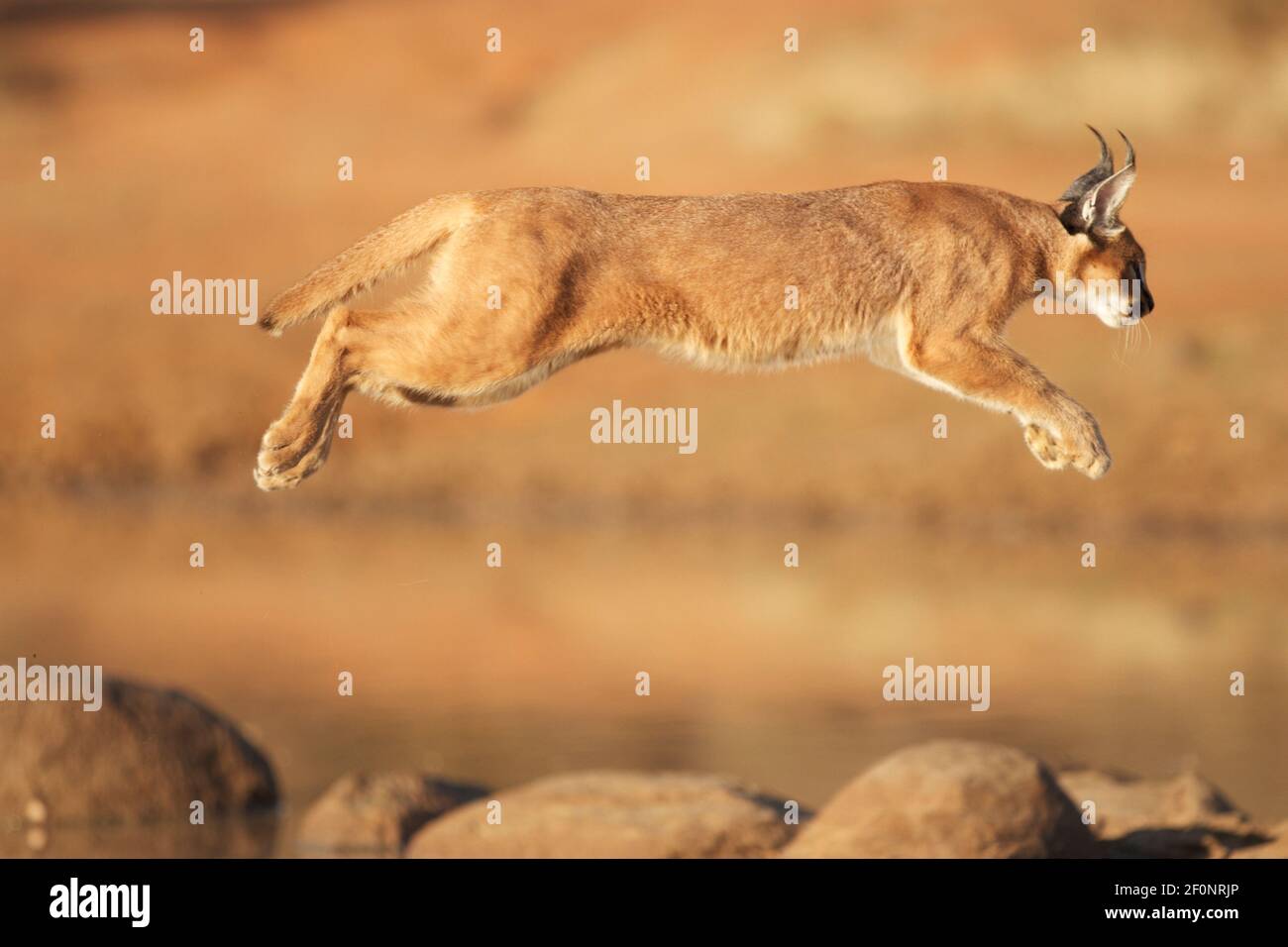 Caracal africain explorant la brousse, dans le parc national Kruger, Afrique du Sud Banque D'Images