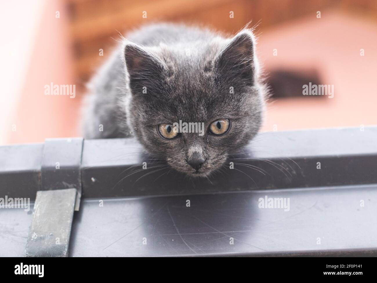 Petit Et Mignon Gris Mignon Faire Des Visages Droles Portrait De Chat Photo Stock Alamy