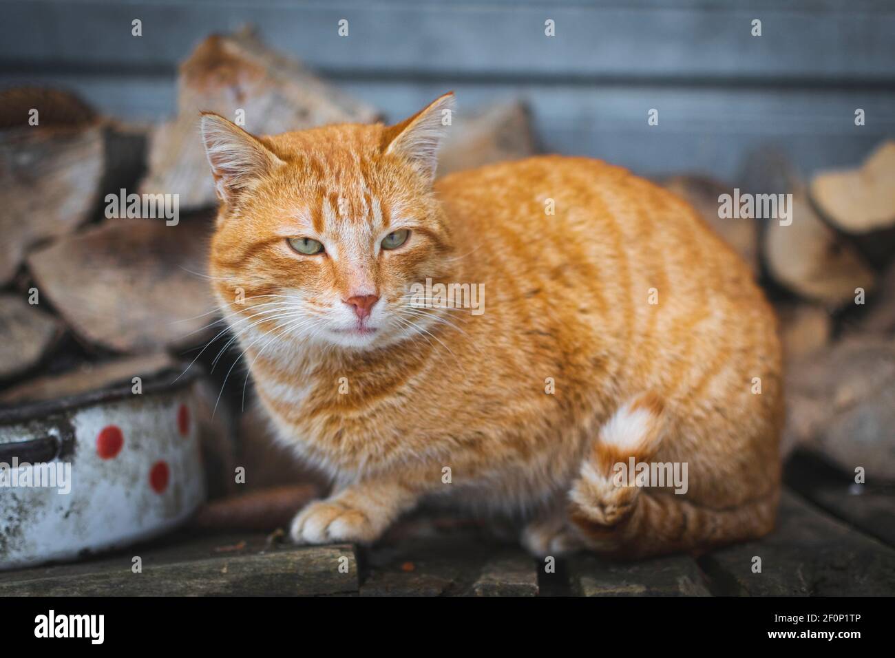 Portrait D Un Joli Petit Chat Orange Et Blanc Photo Stock Alamy