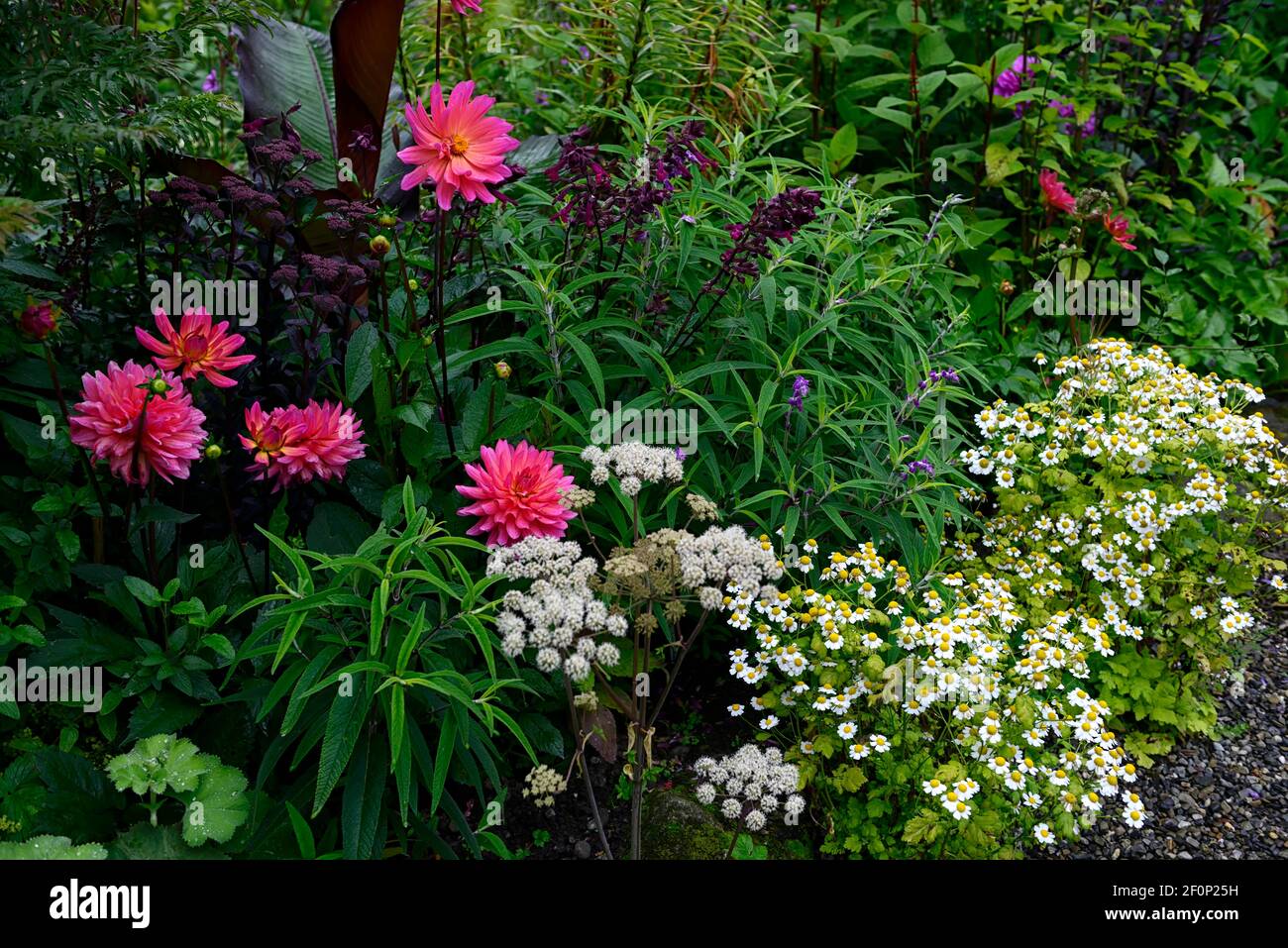 Dahlia Kilburn Glow,Salvia amour et souhaits,ensete ventricosum maurelii,Tanaceum parthenium,chrysanthemum parthenium,fiévreux,nénuphar dahli fleuri Banque D'Images