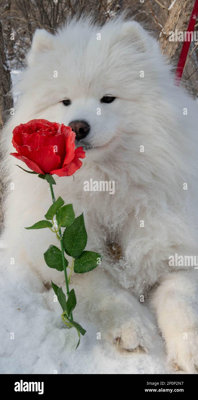 Chien blanc avec rose rouge pour la Journée internationale de la femme Banque D'Images