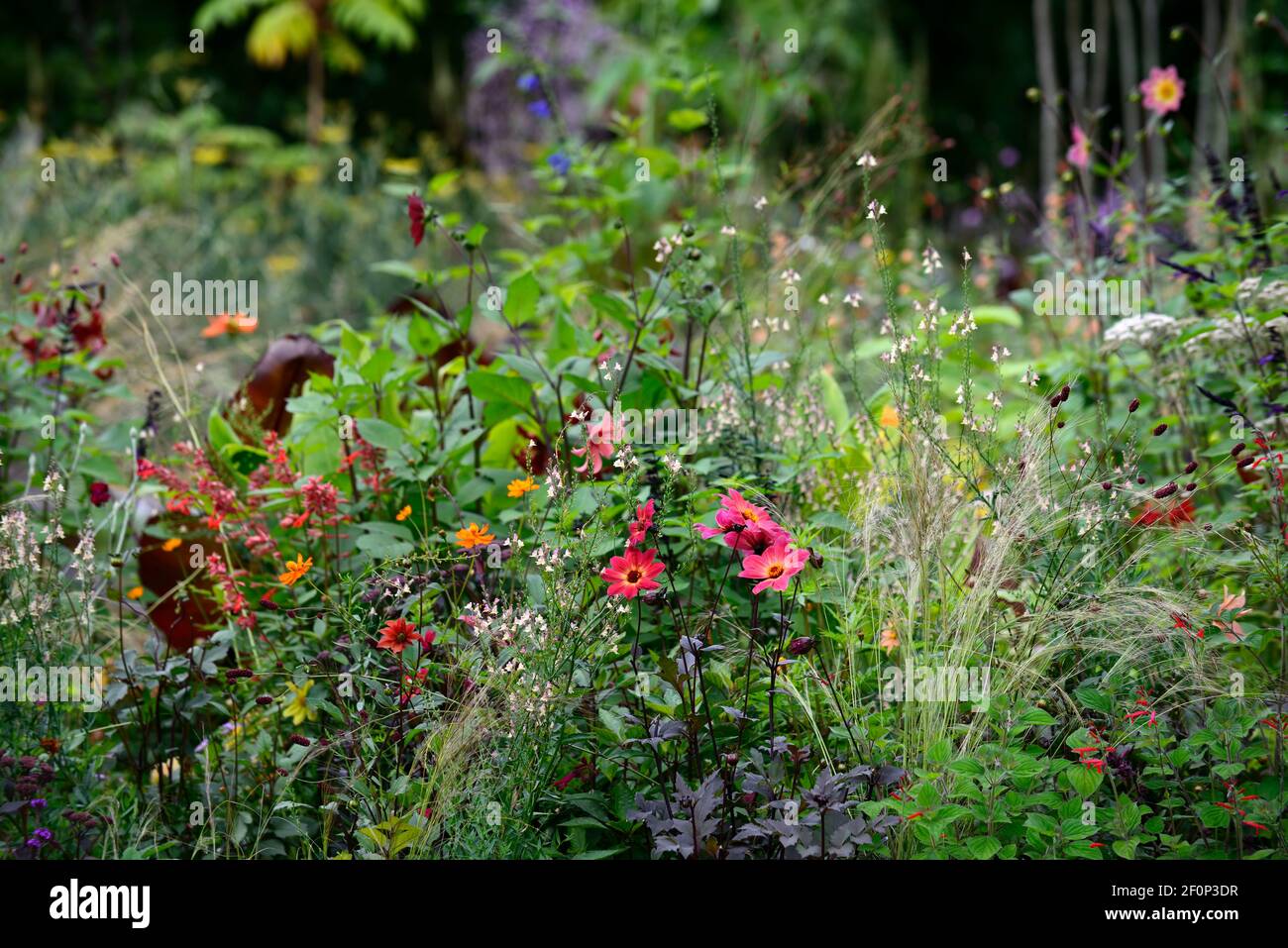 dahlia twynings remel,dahlia plantules,salvia amistad,linaria peachy,ensete ventricosum maureslii,banane,plan de plantation tropical,rouge orange violet flo Banque D'Images