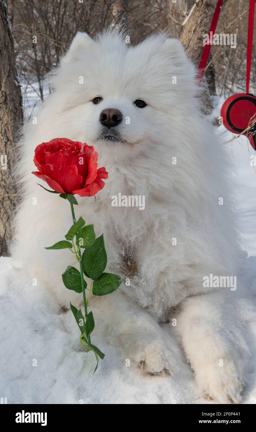 Chien blanc avec rose rouge pour la Journée internationale de la femme Banque D'Images