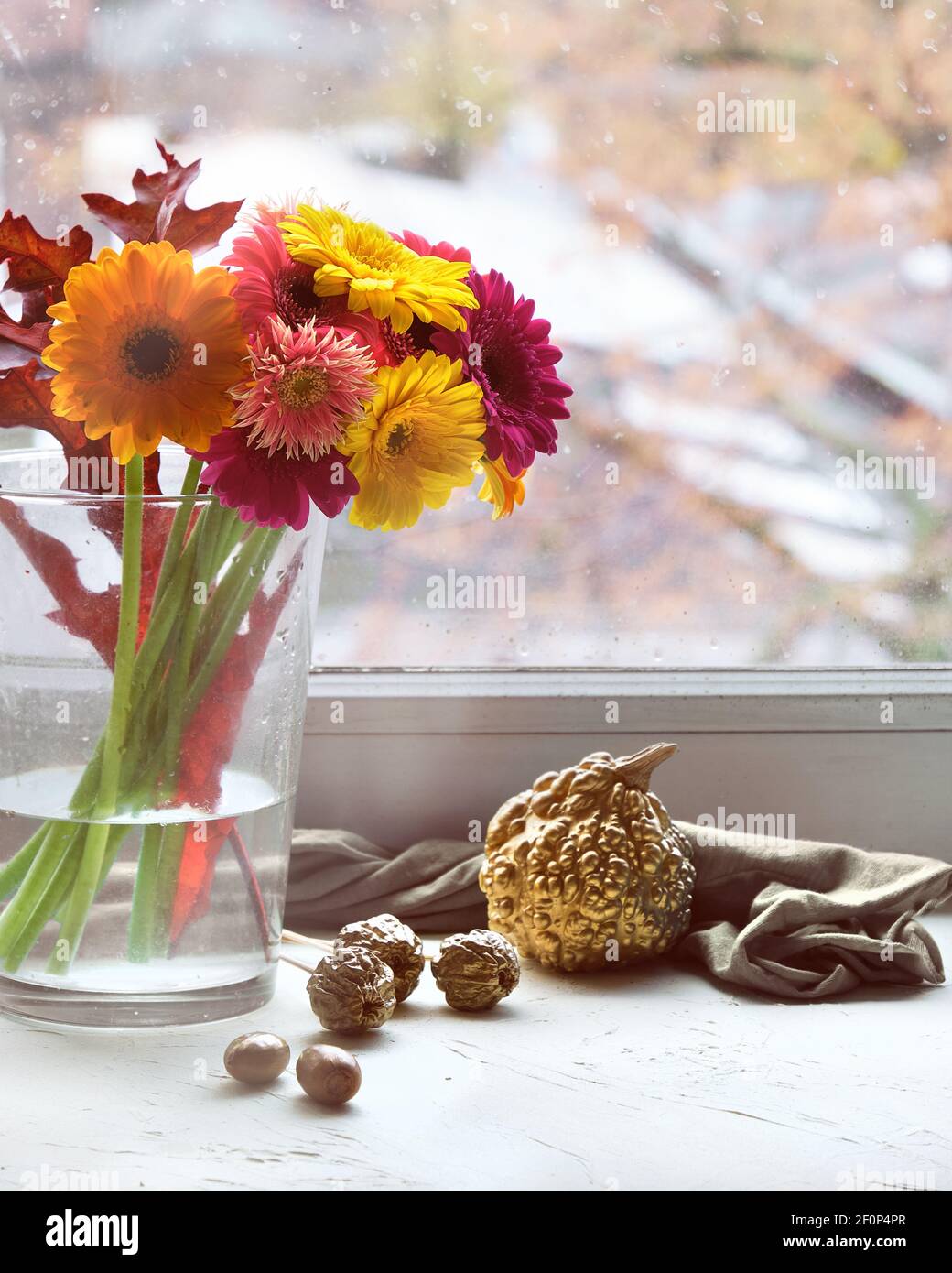 Bouquet de fleurs de Gerbera rose, magenta, corail et jaune sur un panneau de fenêtre. Feuilles et citrouilles dorées dorées et métallisées sur le rebord de la fenêtre blanc cassé. Banque D'Images