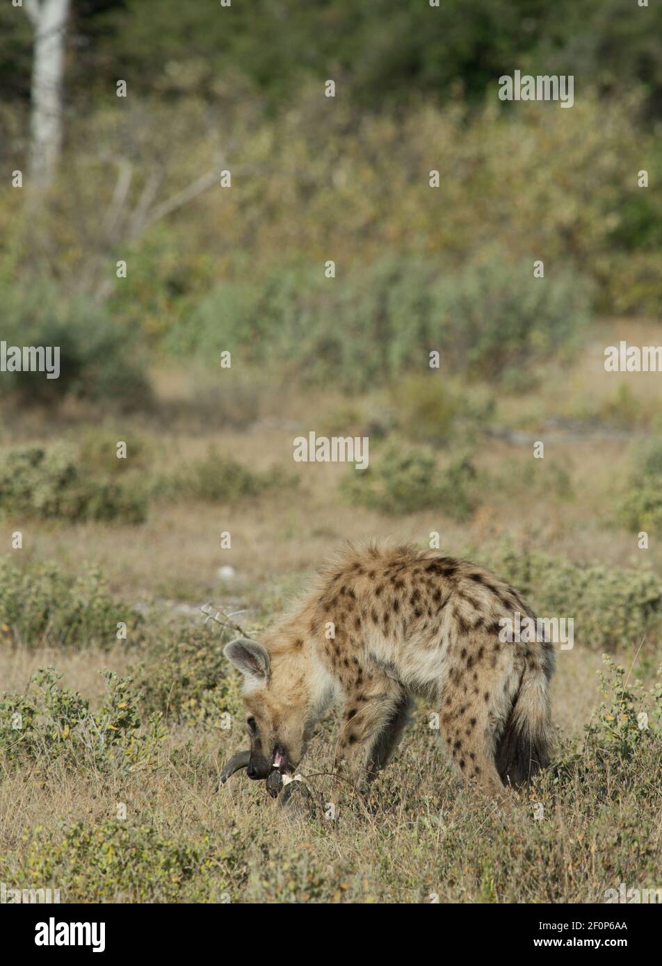 Hyena tachetée ou Crocuta crocuta dans le parc national d'Etosha et Réserve de gibier en Namibie, en Afrique, pendant le safari Vacances africaines aventure en famille Banque D'Images