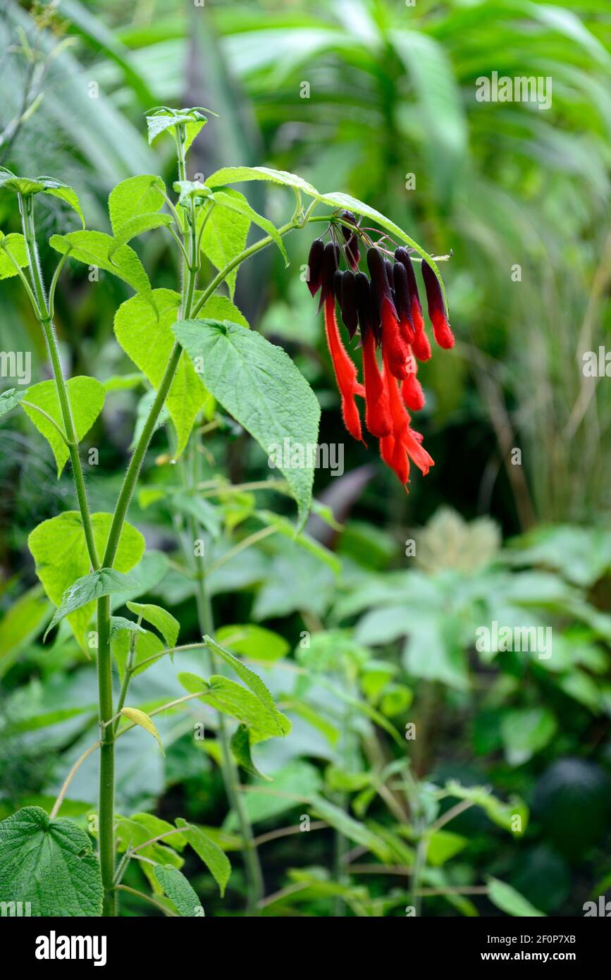 Salvia dombeyi,fleurs de écarlate rouge,sauge bolivienne géante,schéma de plantation,sauge d'incan Sacrée,fleur,bordure mixte,combinaison,sombre calices,calice,tendre,cli Banque D'Images