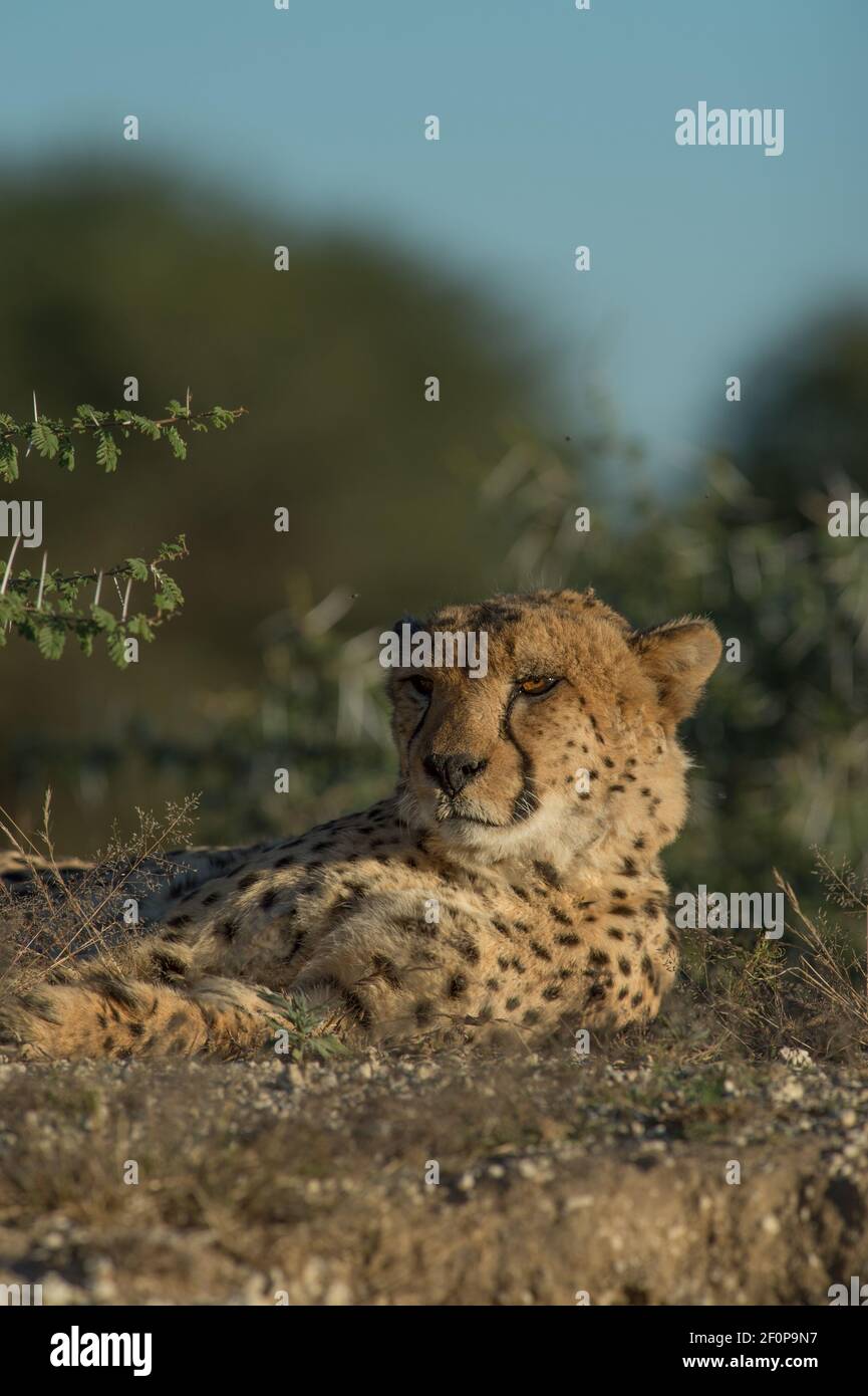 Cheetah ou acinonyx jubatus dans le parc national d'Erindi Namibie Afrique animal sauvage repéré lors d'un safari en jeep lors d'une aventure en famille En Namibie AfricaNam Banque D'Images