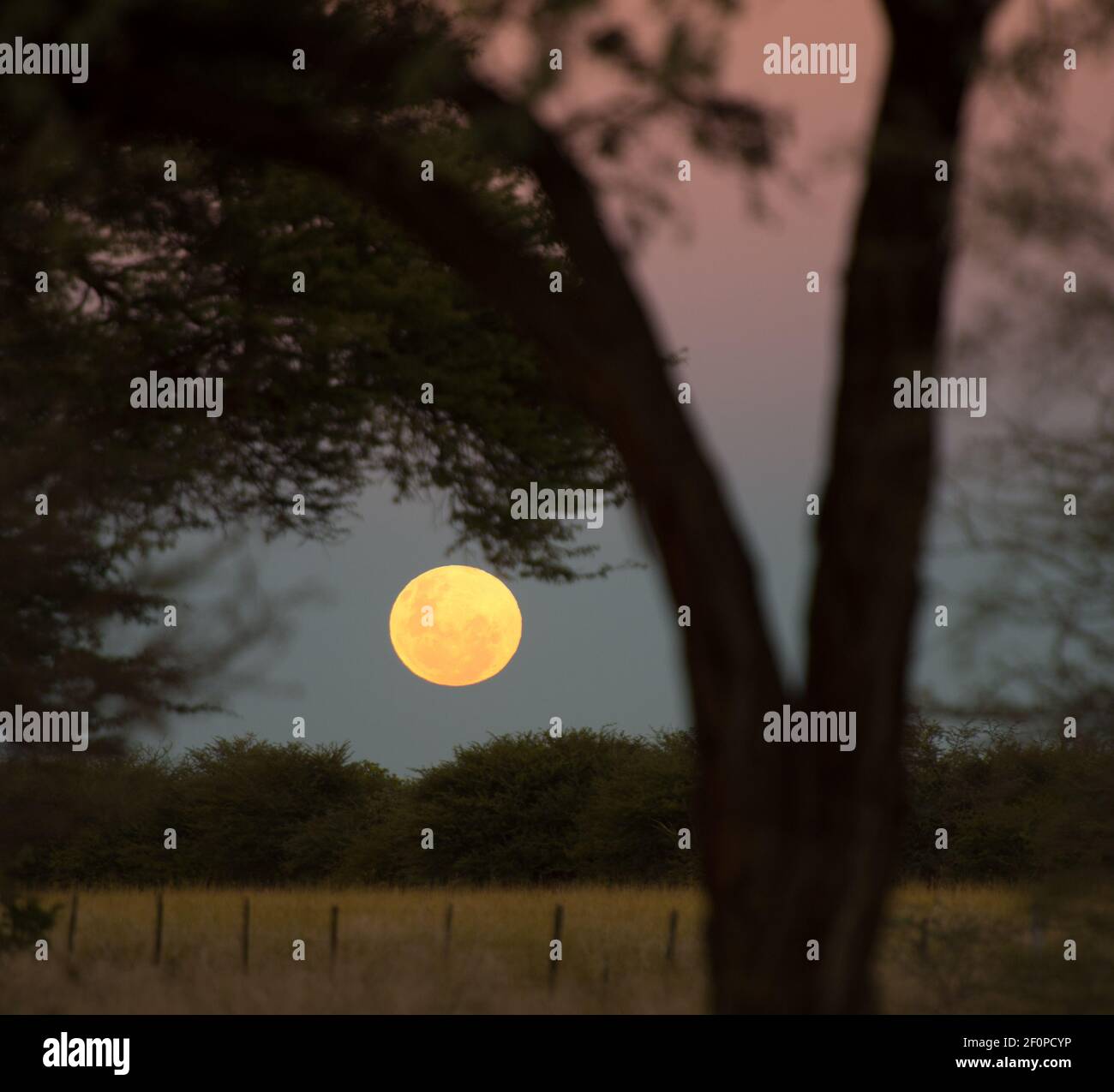 Pleine lune flottant dans le ciel de nuit en Namibie Afrique avec arbre et buisson silhouettés sur bleu et rose ciel de coucher de soleil Voyage de vacances en famille en Afrique Banque D'Images