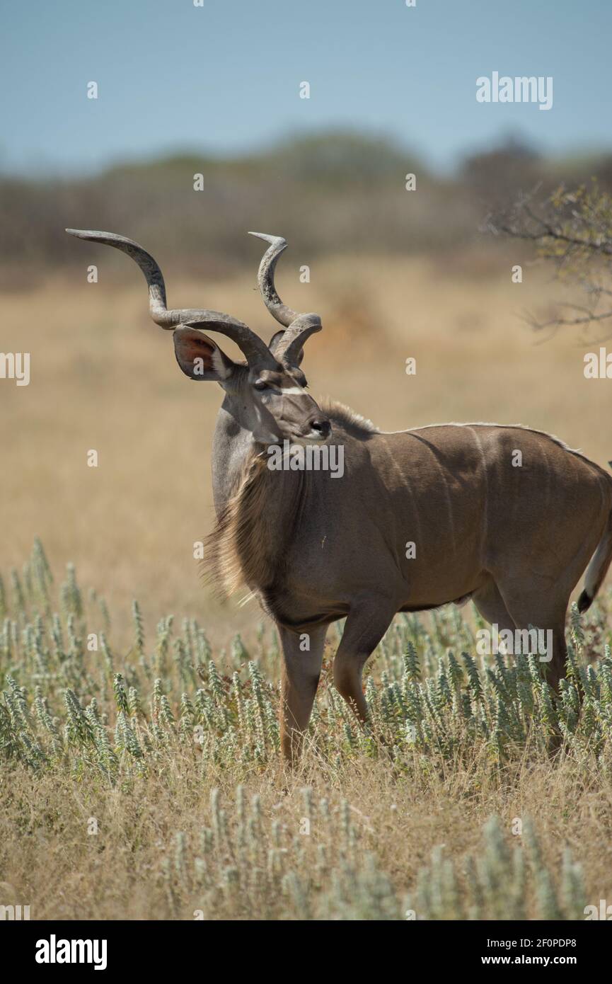 Mâle Kudu ou tragelaphus strepsiceros dans l'habitat naturel repéré safari en jeep dans le parc national d'Etosha et réserve de gibier à Namibie Afrique verticale Banque D'Images