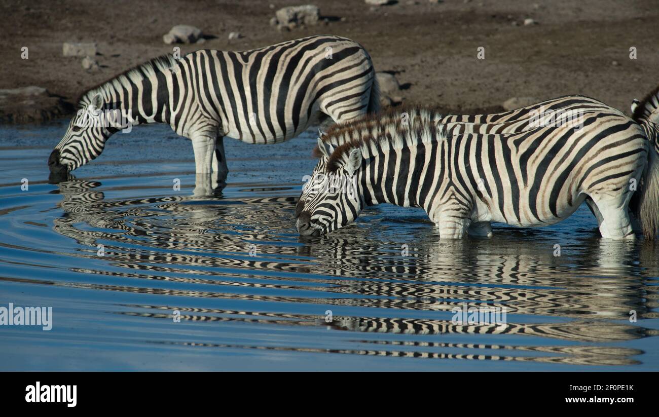 Zèbres ou Equus Burchellis eau potable au trou d'arrosage dans Parc national d'Etosha en Namibie Afrique en vacances de safari en jeep Dans la réserve de gibier namibien Banque D'Images