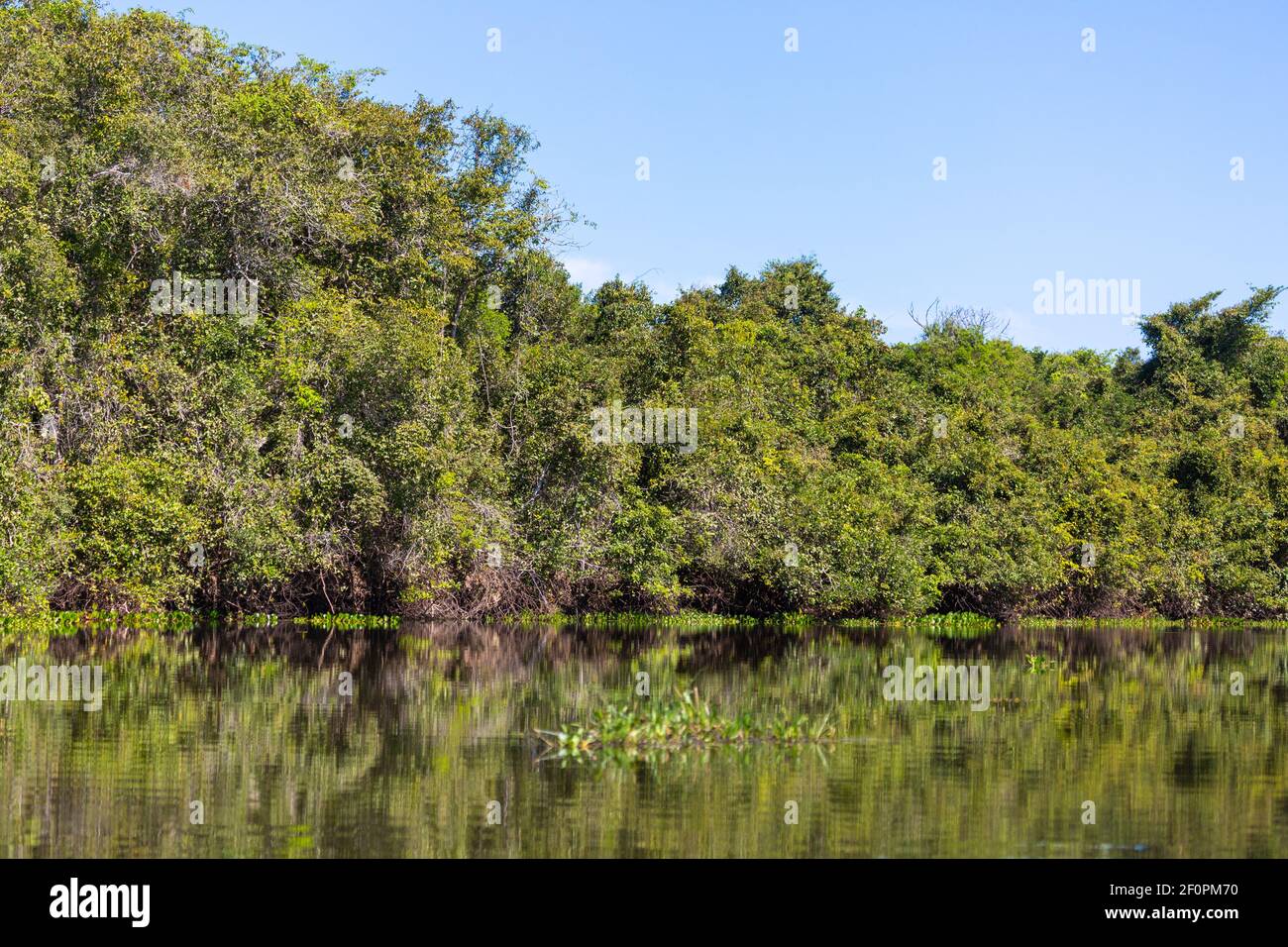 Paysage le long du Rio Claro près de la Transpantaneira dans le nord du Pantanal à Mato Grosso, Brésil Banque D'Images