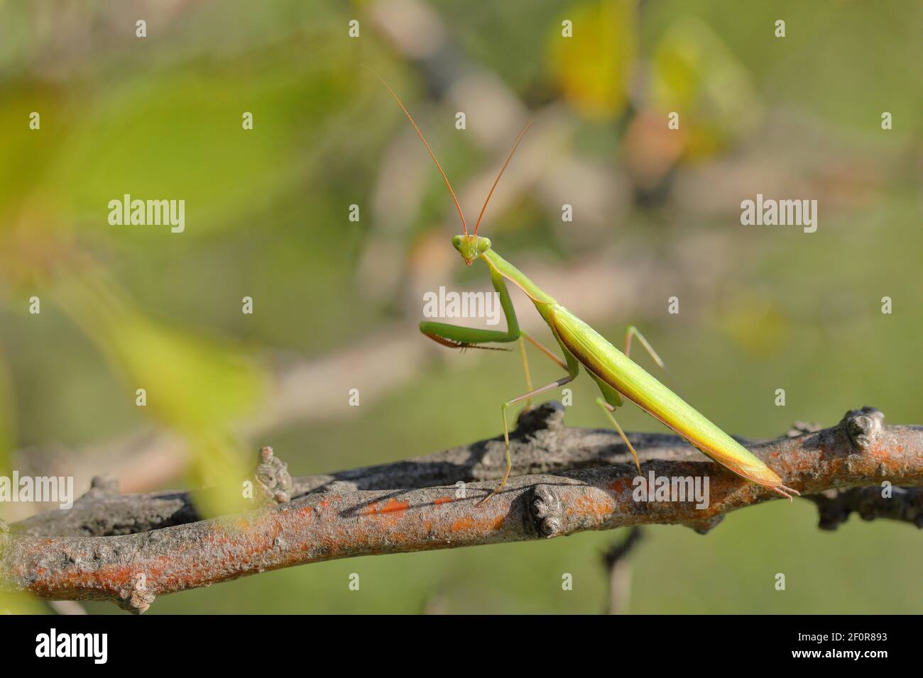 Mantis européens (Mantis religiosa), dans un arbuste, Burgenland, Autriche Banque D'Images