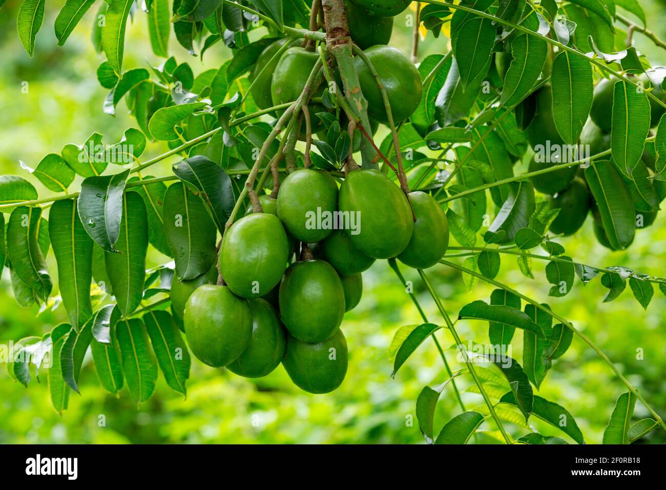 Plum de porc (Spondias Mombin) sur l'arbre, Maurice Banque D'Images