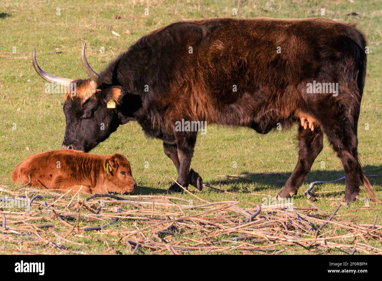 Olfen, NRW, Allemagne. 07e mars 2021. Une vache Heck avec son jeune veau. Les anciens bovins semi-sauvages de Heck, une race robuste qui était à l'origine le résultat d'une tentative des frères de Heck de reproduire les aurochs éteints dans les années 1920 et 30s, se déplacent dans la prairie dans une réserve naturelle appelée Steveraue près de la petite ville d'Olfen. Credit: Imagetraceur/Alamy Live News Banque D'Images