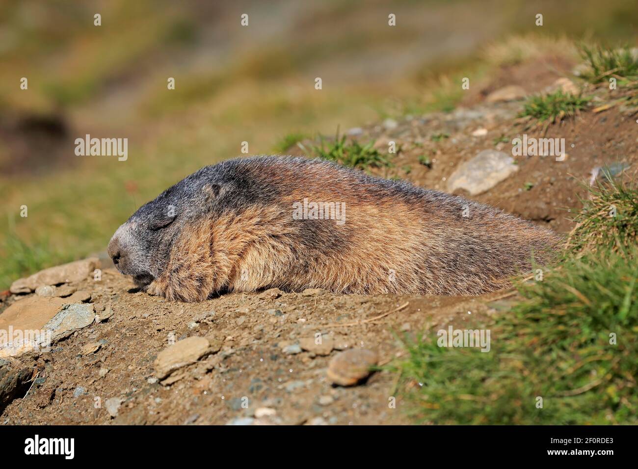 Marmotte alpine (Marmota marmota), adulte, au terrier, dormant, reposant, Portrait, massif de Grossglockner, Parc national de Hohe Tauern, Alpes, Autriche Banque D'Images