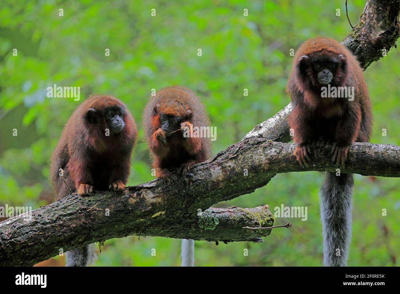 Singe rouge de printemps (Callicebus moloch), adulte Banque D'Images