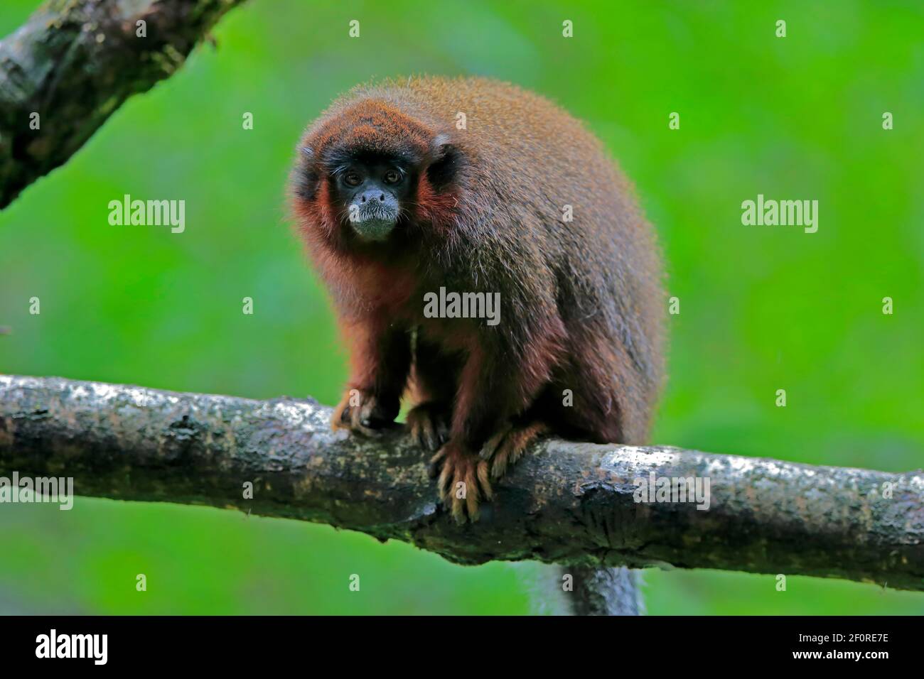 Singe rouge de printemps (Callicebus moloch), adulte Banque D'Images