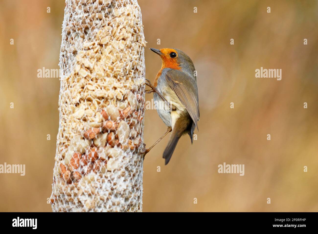Un robin européen (erithacus rubecula) dans un sac de nourrissage, nourrissage hivernal, Schleswig-Holstein, Allemagne Banque D'Images Un robin européen (erithacus rubecula) dans un sac de nourrissage, nourrissage hivernal, Schleswig-Holstein, Allemagne Banque D'Images