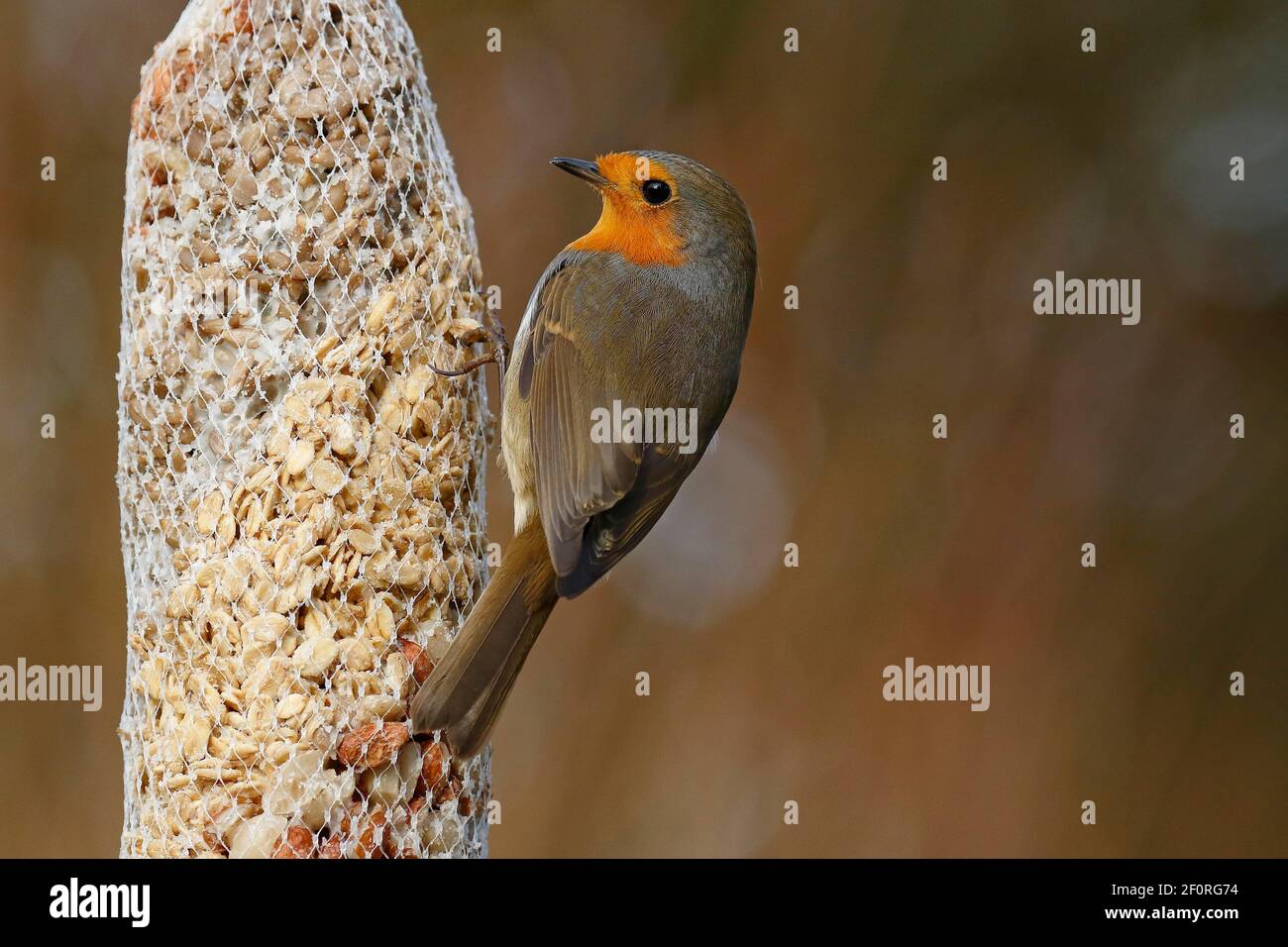 Un robin européen (erithacus rubecula) dans un sac de nourrissage, nourrissage hivernal, Schleswig-Holstein, Allemagne Banque D'Images Un robin européen (erithacus rubecula) dans un sac de nourrissage, nourrissage hivernal, Schleswig-Holstein, Allemagne Banque D'Images