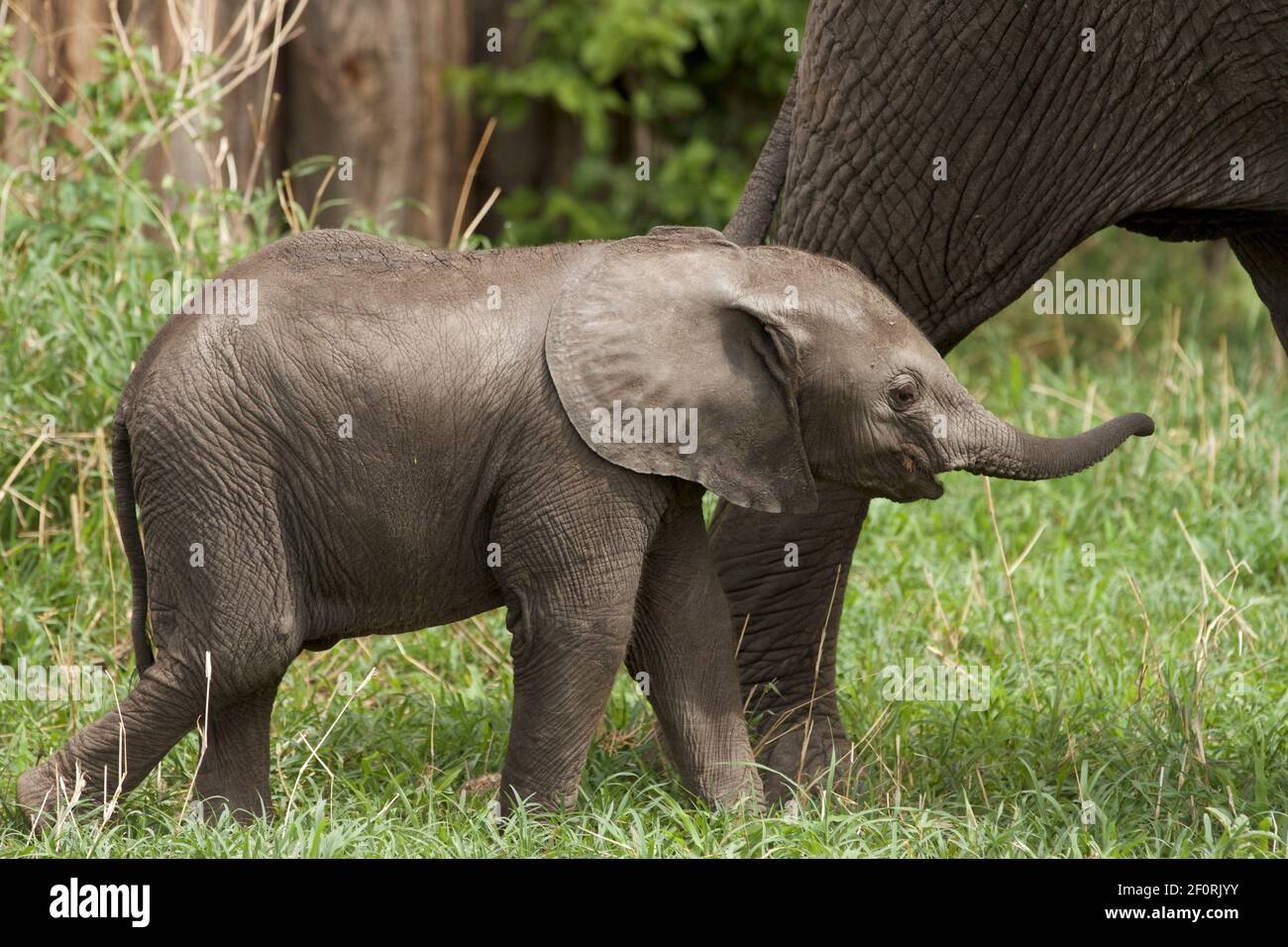 Un troupeau d'éléphants se nourrissant sur la savane africaine, dans le parc national de Tarangire, en Tanzanie, en Afrique Banque D'Images