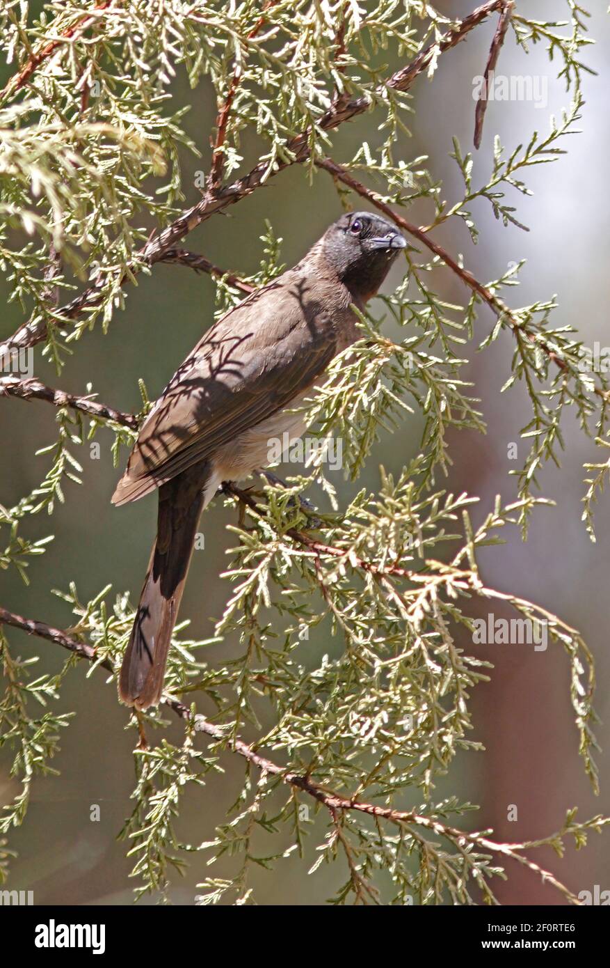 Bulbul commun (Pycnonotus tricolor) adulte perché dans le Bush éthiopien Avril Banque D'Images