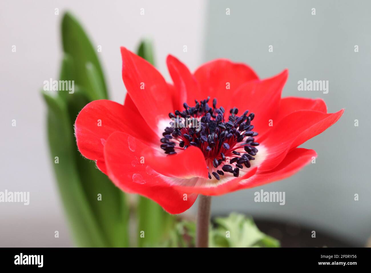 Anemone coronaria de Caen ‘Holandia’ Poppy Anemone Holandia – fleur de scarlet avec anneau basal blanc et centre noir, mars, Angleterre, Royaume-Uni Banque D'Images